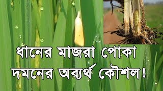 How to control Rice Yellow Stem Borer Special Tips ধানের মাজরা পোকা দমন [upl. by Aluino]