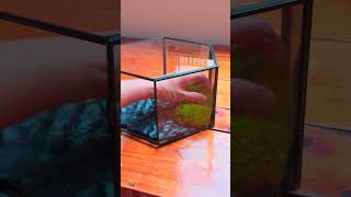 hexagonal moss wall insect terrarium DIY tutorial terrariums insects [upl. by Analeh866]