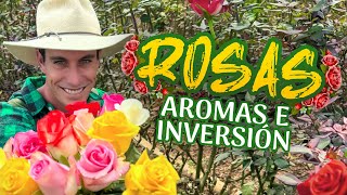 Rosas aromas e inversión 🌹 Descubre el secreto detrás del negocio rentable y su cultivo [upl. by Kobylak]