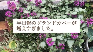 半日影の花壇のグランドカバーが増えすぎました【ちくわの日常の42】 [upl. by Llireva]