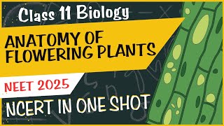 Anatomy of flowering plants NCERT in one shot neet [upl. by Snook]