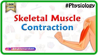 Skeletal muscle contraction  Muscle physiology Animations [upl. by Bearnard285]