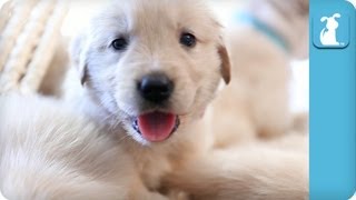 Adorable Golden Retriever Puppies in a Baby Basket  Puppy Love [upl. by Alyahsal215]