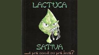 Lactuca [upl. by Sessylu]