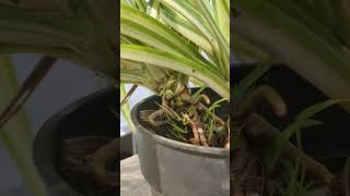 pandanus plant  heldi plant sicret [upl. by Cacie]