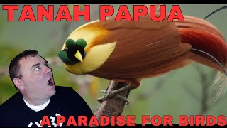 TANAH PAPUA A Paradise for Birds  Victors First Reaction [upl. by Gargan]