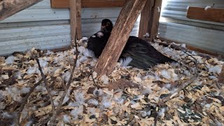 Momma Duck Update All Eggs Look Good [upl. by Eelirem]