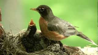 Mother bird feeding worms to cute baby Robin Canon 5D II [upl. by Cobbie]