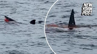 VIDEO Onlookers Stunned as Shark Feeds Right Before Their Eyes  NY Post [upl. by Sandie]