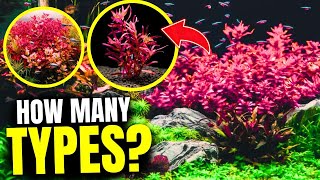 Here Are the 10 BEST Red Aquarium Plants [upl. by Enomas]