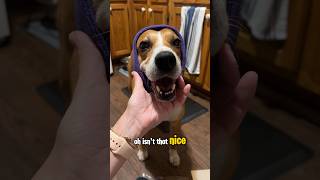 Failed thundershirt review Also I’m returning the happy hoodie dogcare doglove straydog [upl. by Ajani]