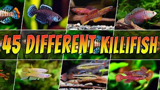 Different Types of Killifish  Rare amp Common Killifish  Aquarium Fish Species List [upl. by Ormiston414]