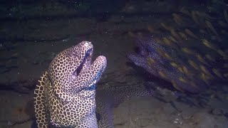 Moray Eel Launches Surprise Attack On Diver [upl. by Vial237]