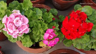 How to grow Geranium Flowers in Pots  From Plantation of Saplings to Full Bloom  Complete Guide [upl. by Oeniri331]