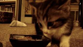 Cute Kitten says quotYUM YUM YUMquot while eating original [upl. by Adleme]