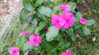 Quer ter um jardim florido Cultive Vinca [upl. by Imelda]