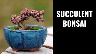 Succulent Bonsai [upl. by Vookles909]