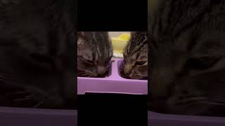 ASMR Milo and Messi eating dry food😺😺😺 [upl. by Uticas]