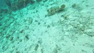 Maldives Underwater Nature Under Water Villa [upl. by Ahsinrat95]