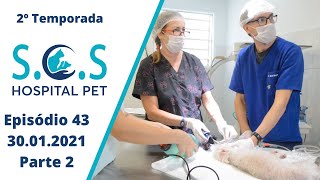 Endoscopia para retirada de corpo estranho  Programa SOS Hospital Pet  2º Temporada [upl. by Aerdnek]