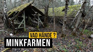 Minkfarmen  Vad hände [upl. by Attesor860]