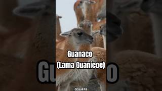 Conoce al Guanaco El Ancestro Salvaje de las Llamas [upl. by Inalak]