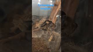 Cyriopagopus longipes female Cambodian Blue Tarantula [upl. by Dnob]