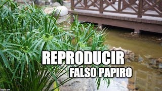 reproducir falso papiro [upl. by Akel]