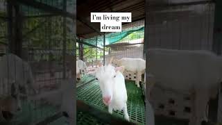 Saanen Goat Daydreaming 😆  Goats World Kerala [upl. by Novahs]