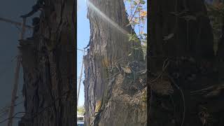 Epiphytic Rowan in Whitefish Montana [upl. by Seaden178]