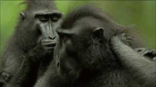 Endangered Primate Society Crested Black Macaque Troop  Nature on PBS [upl. by Philis506]