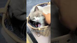 后悔养三花的每一天 不愧是三花大小姐……三花猫 记录猫咪日常 布偶猫 萌宠出道计划 猫咪的迷惑行为 [upl. by Merle]