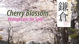 Vintage Lens on Sony a7iii 02  MeyerOptik Görlitz 100 Video amp Photo  Kamakura Cherry blossom [upl. by Manning]