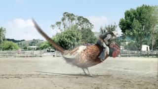 drench pheasant rodeo ad official [upl. by Stedt]