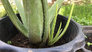 ALOE VERA Plant 🪴  Take Small Plant Form Mother Plant For Plant  New Plant [upl. by Euginom]