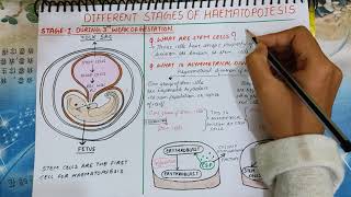 Haematoposiesis explained  PART1 Stem cells  Red and yellow bone marrow  medicologylectures [upl. by Mloclam720]