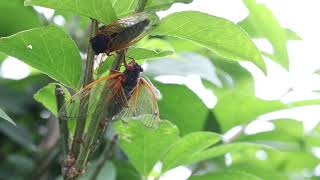 Periodical Cicadas Wing Flicking [upl. by Halet364]