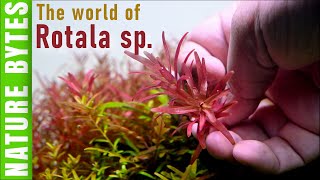 Rotala sp Pink and Blood Red Ultimate Guide for Aquarium Lovers in English বাংলা [upl. by Troxell]