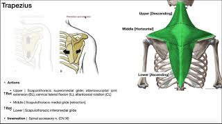 Muscles of the Shoulder Girdle EXPLAINED  Origin Insertion Action amp More [upl. by Odranar]