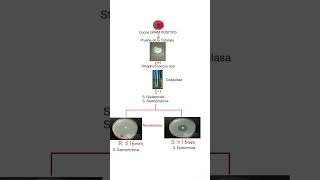 Prueba de la NOVOBIOCINA  para Diferenciar S Saprophyticus de S Epidermidis [upl. by Simpson]