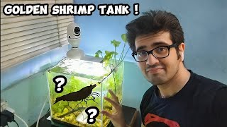 Cherry Shrimp Tank Setup Vlog [upl. by Rimahs]