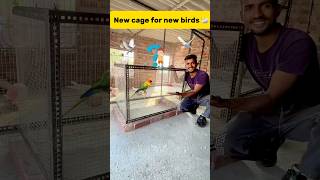 New cage for new birds 🦢 petlover minivlog budgiesfam pigeon kabutar birds budgies [upl. by Holcman]