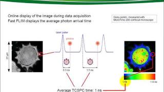 FLIM and FCS Upgrade for Laser Scanning Microscopes 13 [upl. by Paulsen]