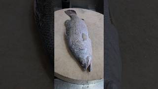 The Most Barramundi Fish Cutting Skillsshorts [upl. by Sihun]