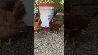 Automatic water system for chickens ￼ [upl. by Ennylhsa]