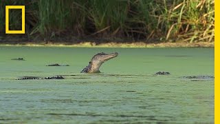 An Alligator’s Gourmet Lunch  Americas National Parks [upl. by Tray324]