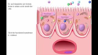 Digestive system part 2 Process Absorption Carbohydrate Protein and Fat in Intestine [upl. by Eillor]