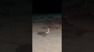 Grey heron stingray and sharks [upl. by Violeta]