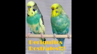 PERIQUITOS PERIQUITOS ROSTRALES PARA DUMMIES💛🐥😉 [upl. by Lois]