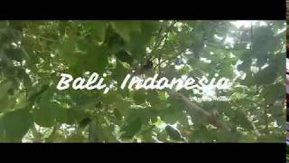 Balinesia Indonesia Short Video Trip [upl. by Alger]